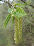 Graines de Charme houblon, Ostrya carpinifolia