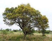 5 Graines de Acacia Pleureur, Peltophorum africanum