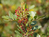 50 Graines de Arbre au mastic, Pistachier lentisque, Pistacia lentiscus