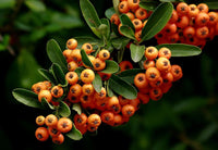 10 Graines de Buisson Ardent, Pyracantha angustifolia