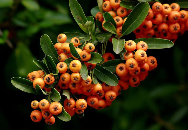 10 Graines de Buisson Ardent, Pyracantha angustifolia