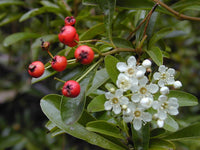 10 Graines de Buisson Ardent, Pyracantha angustifolia