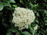 5 Graines de Buisson Ardent, Pyracantha coccinea