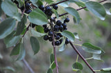 3 Graines de Nerprun purgatif, Nerprun cathartique, Nerprun officinal, Rhamnus cathartica