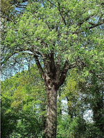 10 Graines de Cormier, Sorbier domestique, Sorbus Domestica