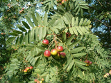 3 Graines de Cormier, Sorbier domestique, Sorbus Domestica