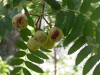 7 Graines de Cormier, Sorbier domestique, Sorbus Domestica