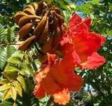 10 Graines de Tulipier du Gabon, Spathodea campanulata