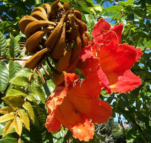 10 Graines de Tulipier du Gabon, Spathodea campanulata