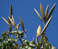 10 Graines de Tulipier du Gabon, Spathodea campanulata