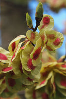 30 Graines de Orme champêtre, Ormeau, Ulmus minor