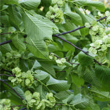 40 Graines de Orme de Sibérie, Ulmus Pumila