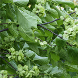 10 Graines de Orme de Sibérie, Ulmus Pumila