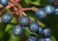 10 Graines de Viorne tin, Laurier Tin, Laurentin, Viburnum tinus