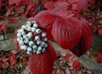 10 Graines de Cornus alba, Cornouiller blanc, Cornouiller de Tartarie