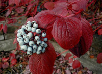 3 Graines de Cornus alba, Cornouiller blanc, Cornouiller de Tartarie