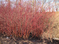 10 Graines de Cornus alba, Cornouiller blanc, Cornouiller de Tartarie