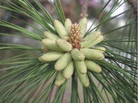 3 Graines de Pinus taeda, Pin taeda, Pin à l’encens, Pin à torches