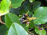 10 Graines de Pois Corail Noir, Kennedia nigricans