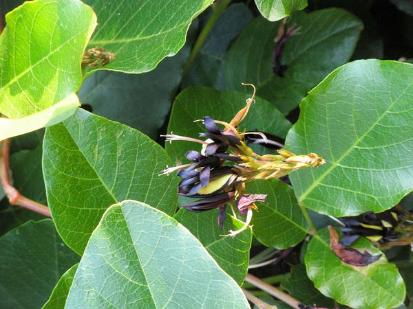 5 Graines de Pois Corail Noir, Kennedia nigricans