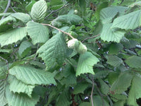 Boutures de Noisetier sauvage, Corylus