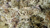 Lichen en vrac, Décoration, Diy, Artisanat, Naturel, Création végétale