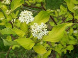 7 Graines de Cornus alba, Cornouiller blanc, Cornouiller de Tartarie