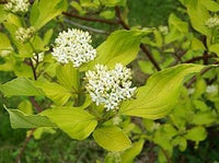 3 Graines de Cornus alba, Cornouiller blanc, Cornouiller de Tartarie