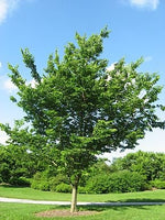 7 Graines de Celtis occidentalis, Micocoulier occidental, Micocoulier de Virginie