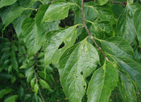 3 Graines de Celtis occidentalis, Micocoulier occidental, Micocoulier de Virginie