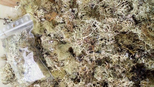 Lichen en vrac, Décoration, Diy, Artisanat, Naturel, Création végétale