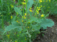 100 Graines Brassica Nigra, Moutarde noire, sénevé noir