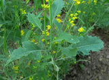 200 Graines Brassica Nigra, Moutarde noire, sénevé noir