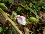 Graines Elettaria cardamomum, Cardamome, Cardamone