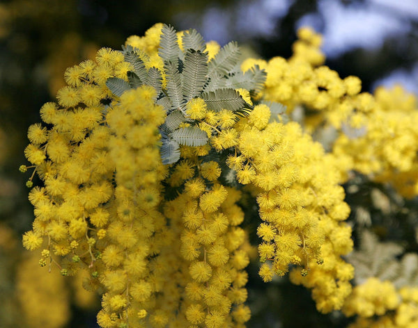 Graines de Acacia baileyana, Mimosa de Bailey