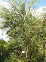 Graines de Acacia cultriformis, Mimosa Couteau