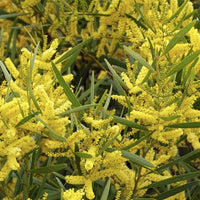 Graines de Mimosa Doré, Acacia Longifolia