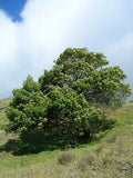 Graines de Acacia mearnsii, Acacia Noir, Acacia Vert