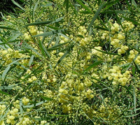 Graines Acacia retinoides,  Mimosa des quatre saisons, Mimosa d'été, Mimosa résineux