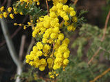 Graines Acacia spectabilis, Mimosa Splendide