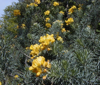 Graines adenocarpus decorticans, Genêt argenté