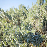 Graines Atriplex halimus, arroche halime, pourpier de mer, arroche marine