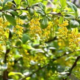 Graines Berberis vulgaris var. Australis, épine-vinette