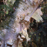 Graines Betula papyrifera, Bouleau à Papier