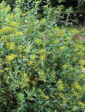 Graines Bupleurum fruticosum, Buplèvre ligneux, Buplèvre en arbre