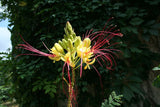 Graines Caesalpinia gilliesii, Césalpinie de Gillies, Oiseau de Paradis Jaune