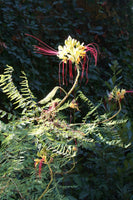 Graines Caesalpinia gilliesii, Césalpinie de Gillies, Oiseau de Paradis Jaune