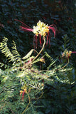 Graines Caesalpinia gilliesii, Césalpinie de Gillies, Oiseau de Paradis Jaune