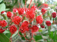 Graines Callistemon citrinus, Melaleuca citrina, Rince-bouteille