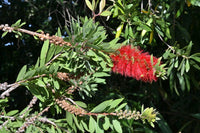 Graines Callistemon citrinus, Melaleuca citrina, Rince-bouteille